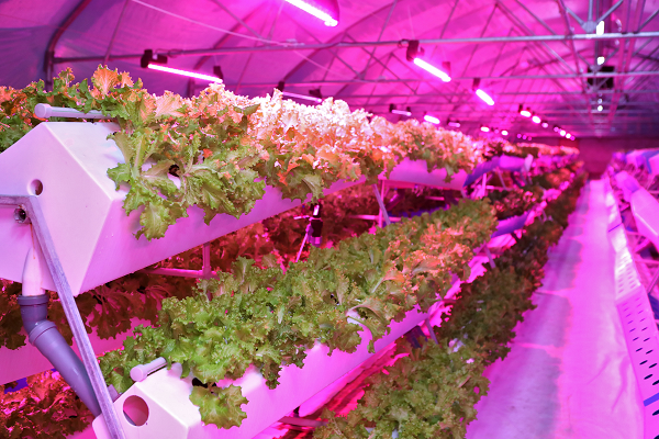 what is aeroponics