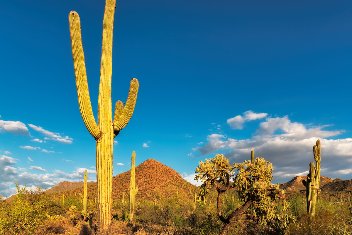 Cactus Etiolation: Reason, Fixes, Care and Benefits