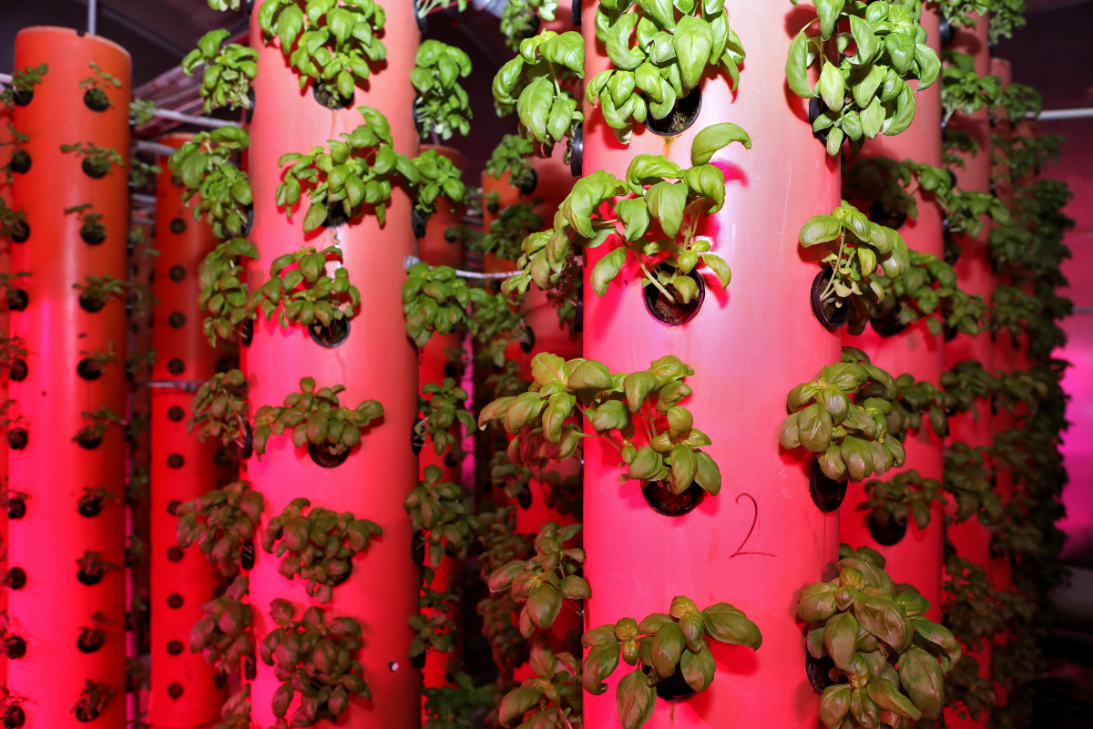 Hydroponics Vs Aeroponics