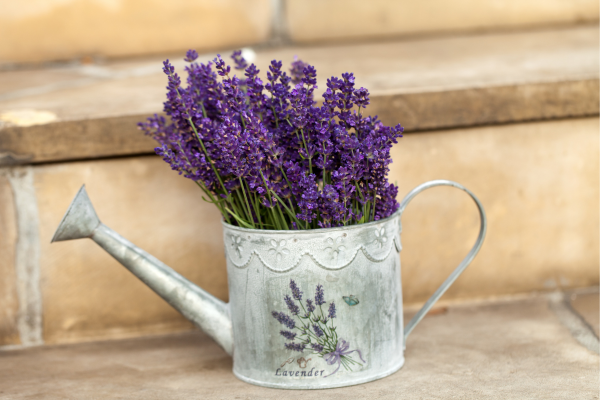 How to Water Lavender: Everything You Need to Know