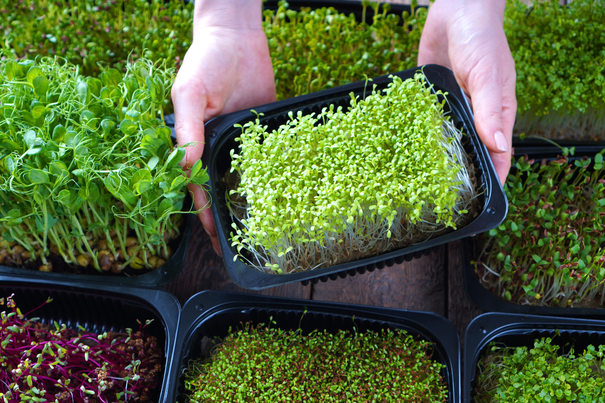 Ultimate Guide on How to Grow Microgreens Indoors