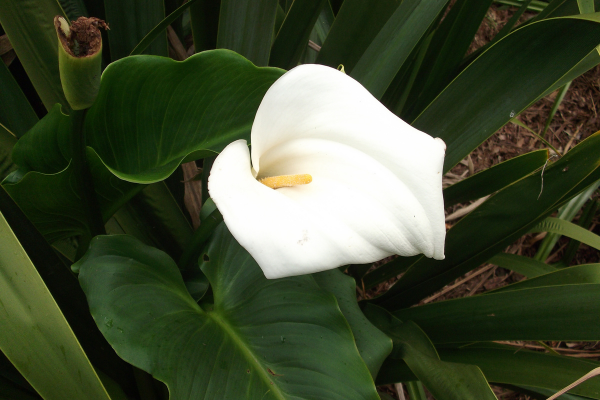 peace lily