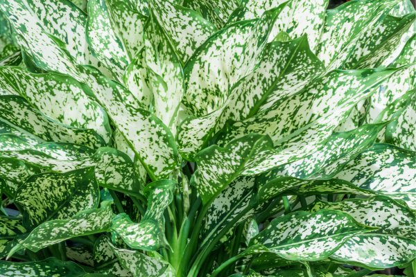 chinese evergreen