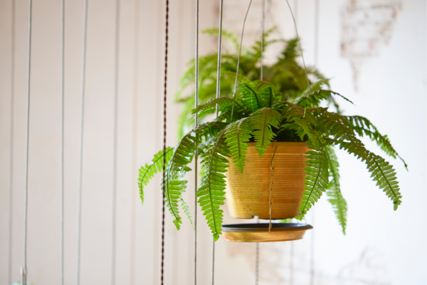 boston ferns