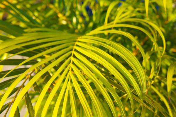 bamboo palms