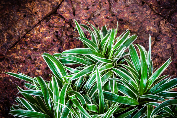 spider plant