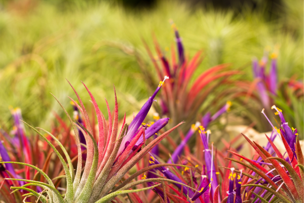 Tillandsia