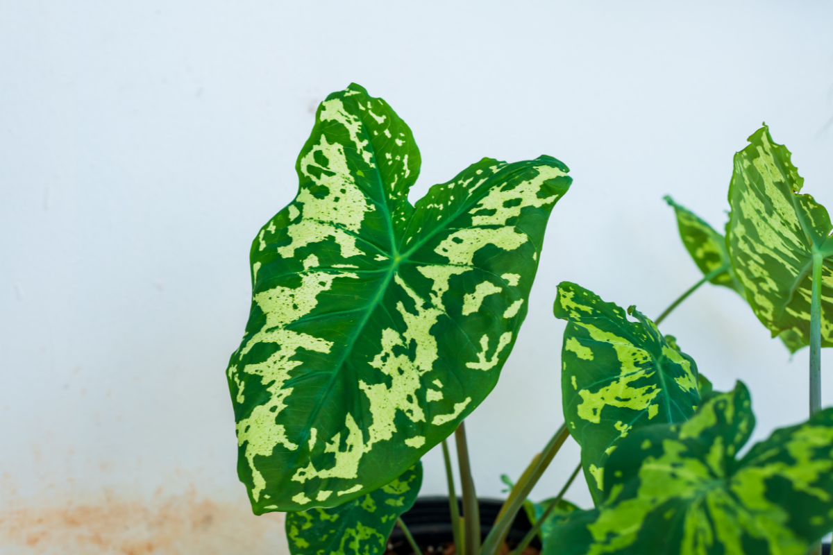 A Complete Plant Care Guide: Alocasia Hilo Beauty Care Guide