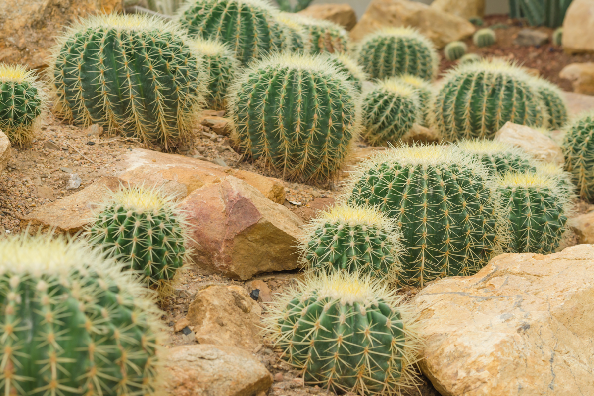 The Surprising Truth Behind Why Cactus Is Squishy