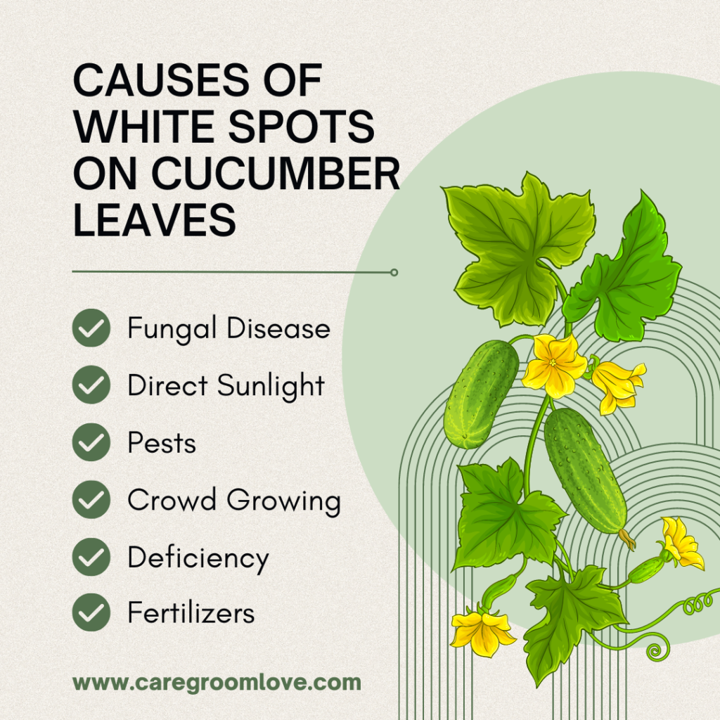 causes of white spots on cucumber leaves