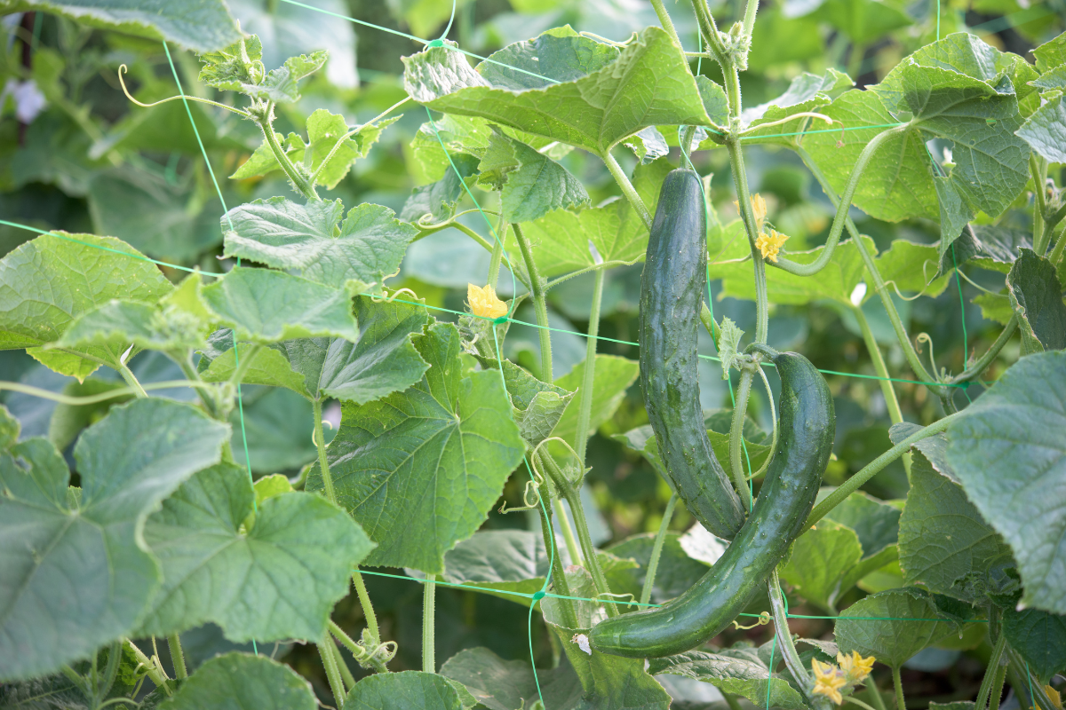 What Causes White Spots in Cucumber Leaves and How to Prevent Them