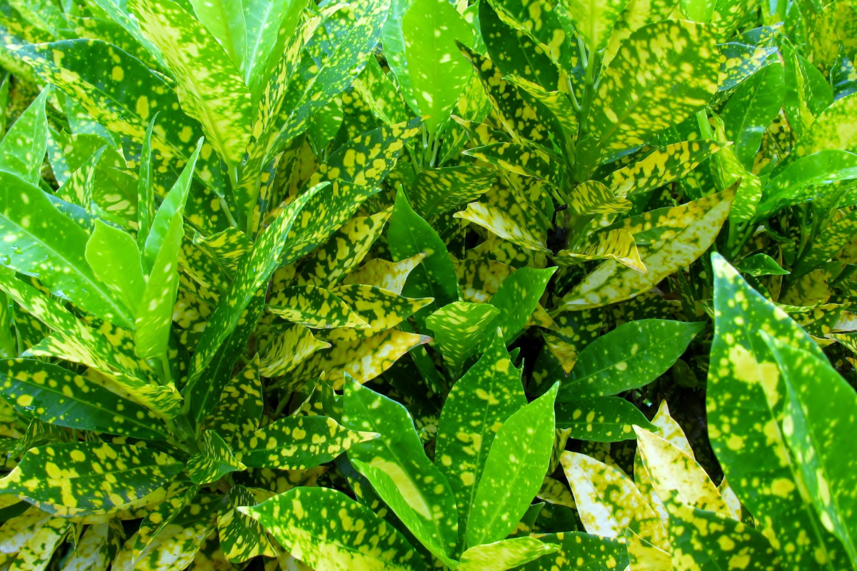 Everything You Need to Know About Gold Dust Croton Plant Care