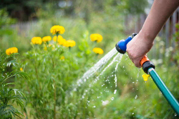 proper watering of plant