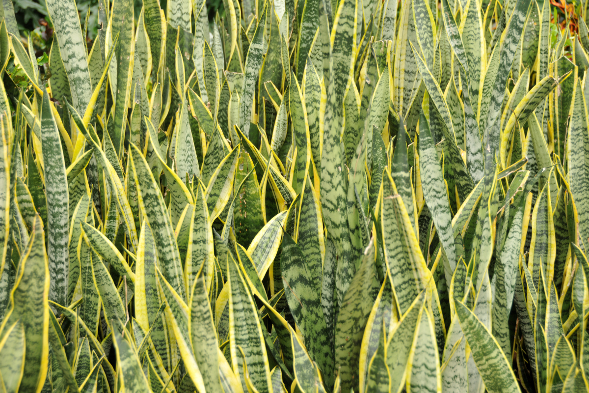 Why Are My Snake Plant Leaves Turning White? Common Causes and Solutions