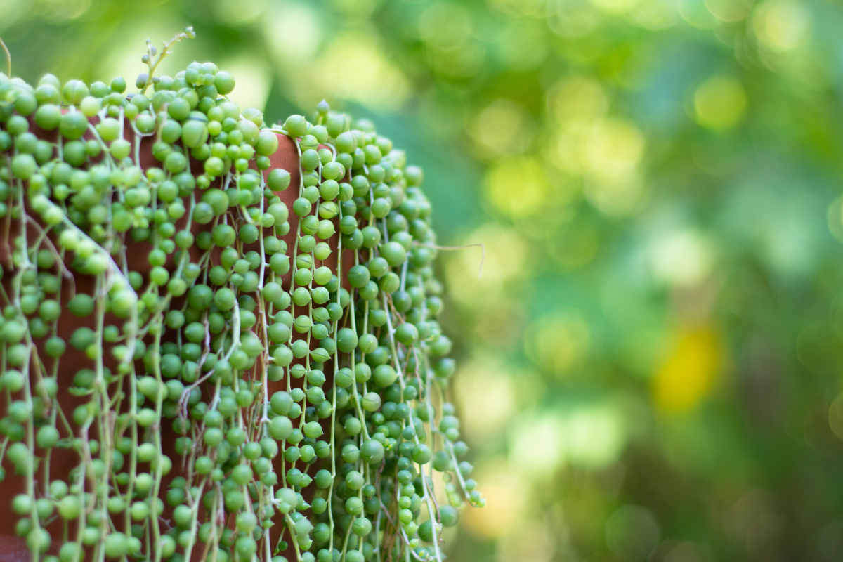 How to Care for String of Tears Plant: A Complete Guide for Beginners