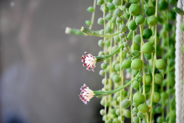 string of tears plant