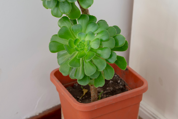 Aeonium