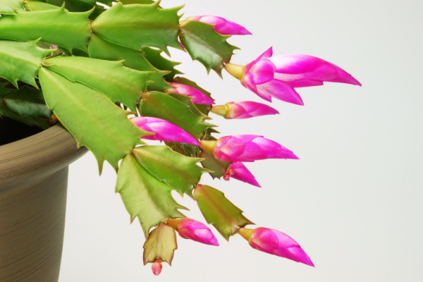 christmas cactus