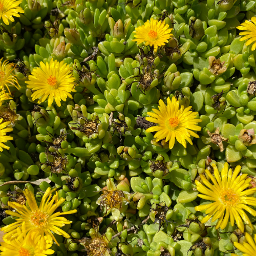 Delosperma