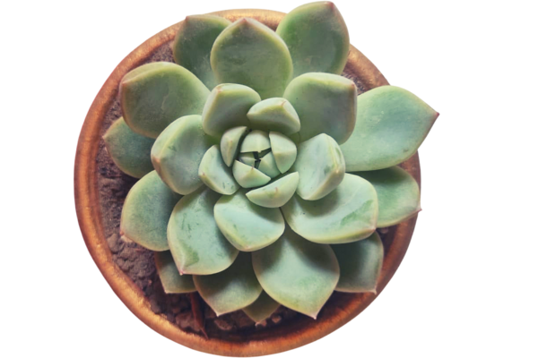 Echeveria