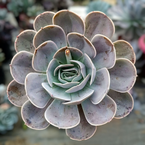 Echeverias