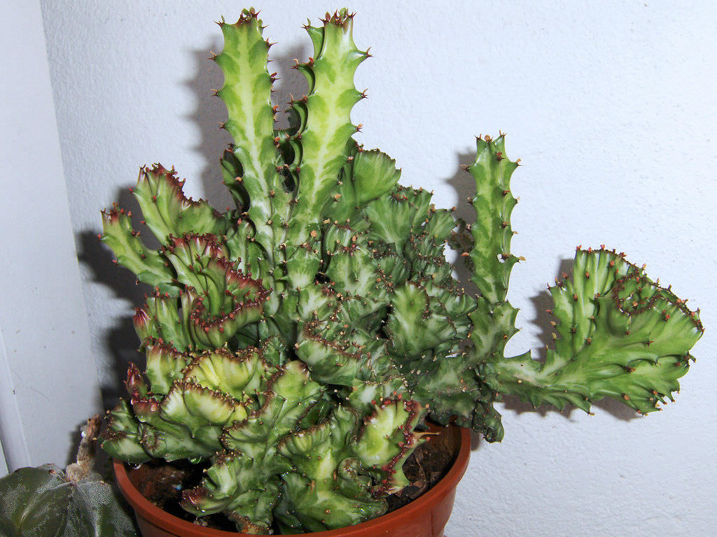 Euphorbia lactea Cristata Crested