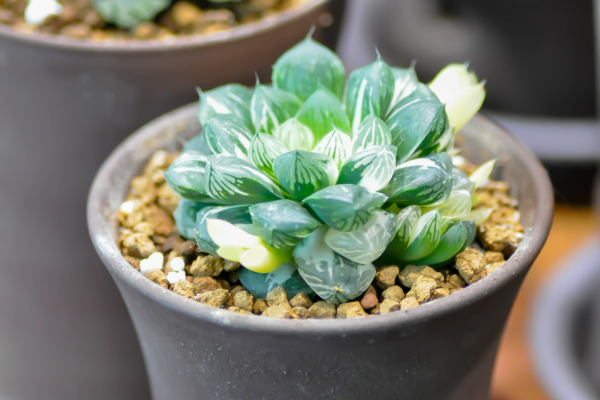 Haworthia