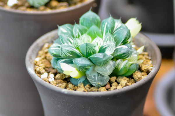 Haworthia