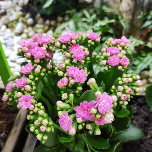 Kalanchoe