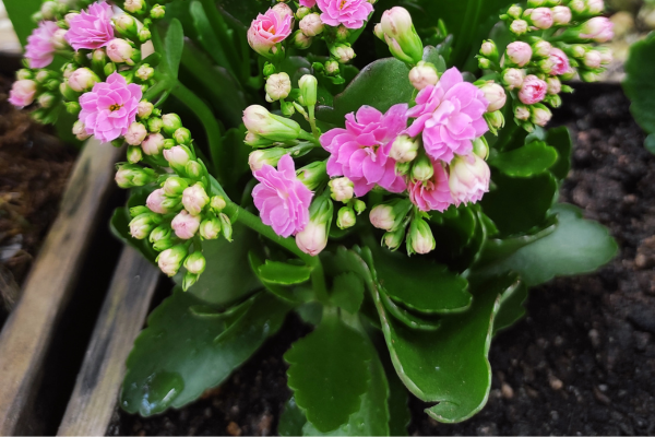 Kalanchoe