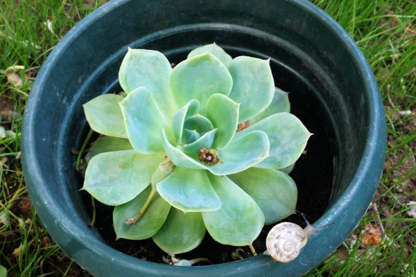 Sempervivum