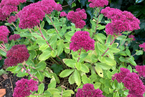 Sedum