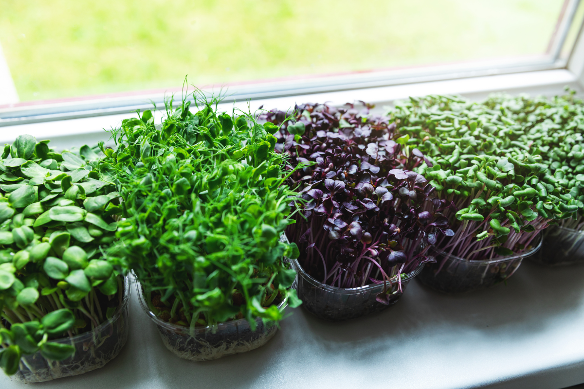 How to Grow Microgreens Without Soil in 8 Easy Steps