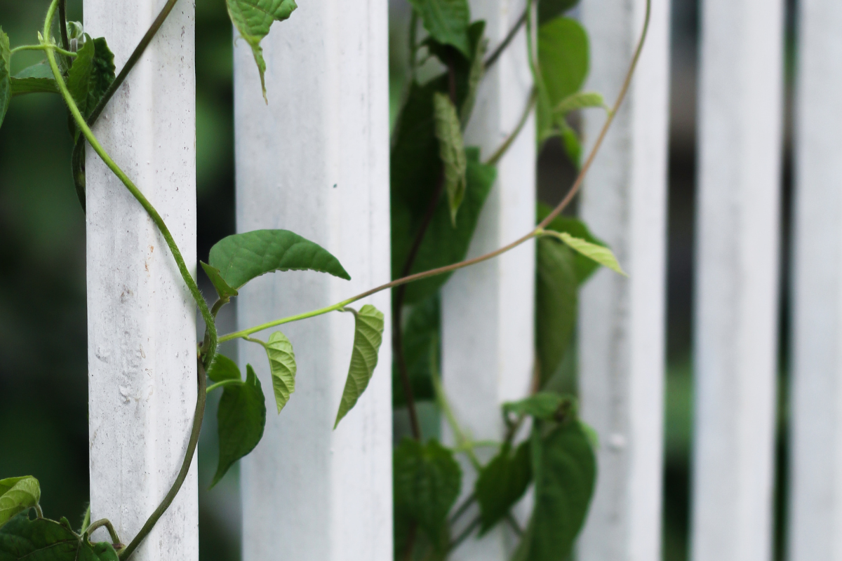 Grow Upwards! How to Train Indoor Plant to Climb in 4 Simple Ways