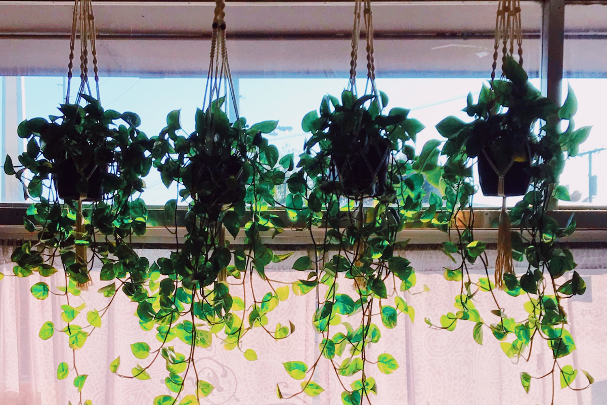 The Top 13 Best Indoor Climbing Plants to Add Some Greenery to Your Space