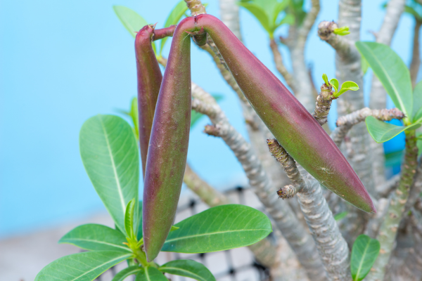 adenium plant