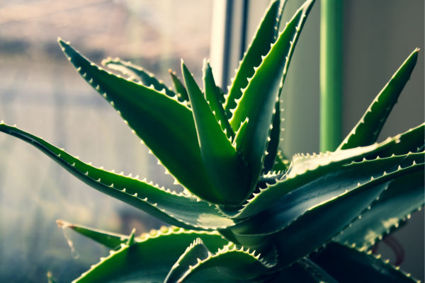 aloe vera