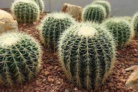 ball cactus