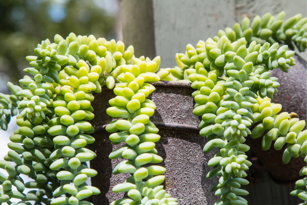 burro's tail