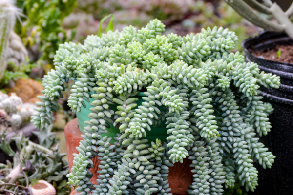 Burro's Tail