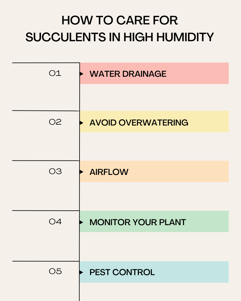 how to care for succulents in high humidity