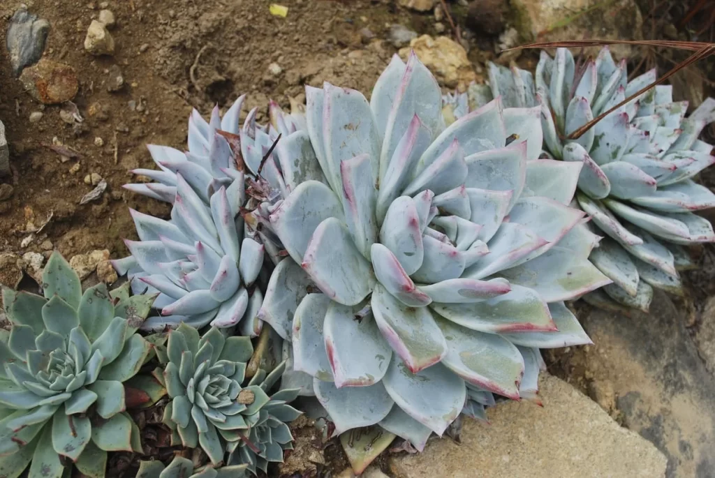 dudleya