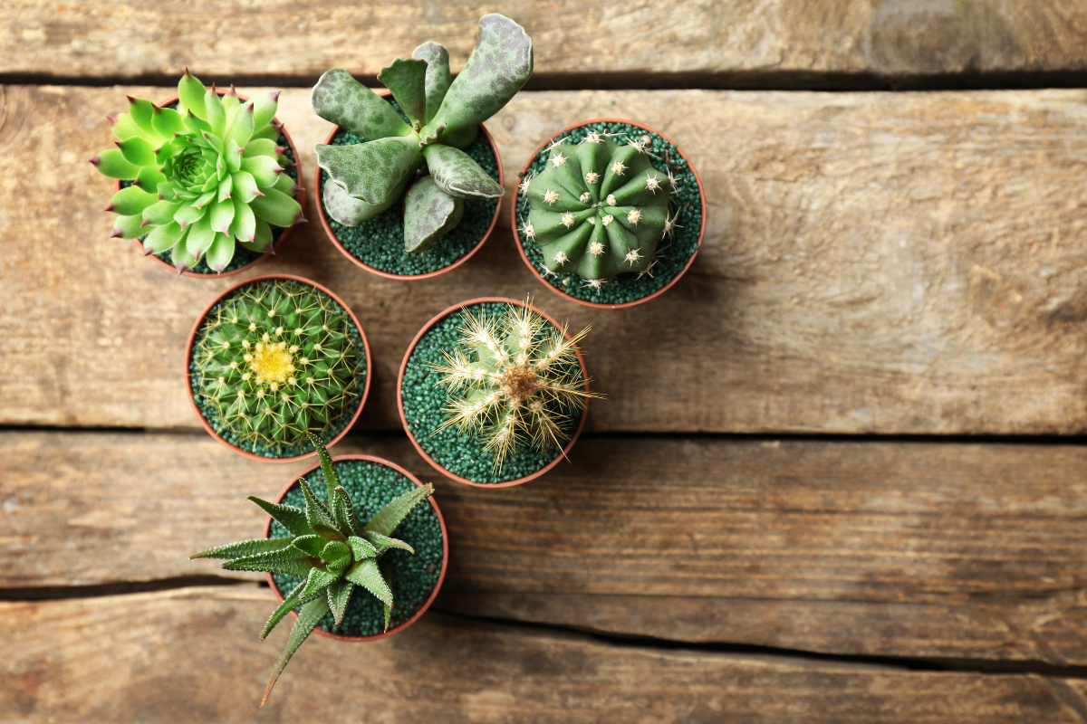 Fungus in Succulents – Causes, Maintenance & Solution