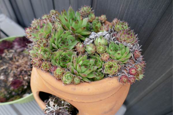 Hens and Chicks