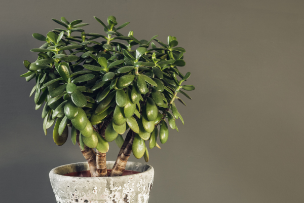 jade plant