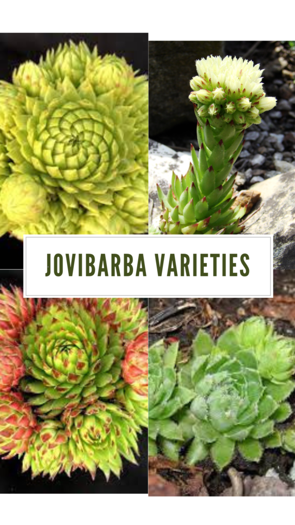 jovibarba varieties