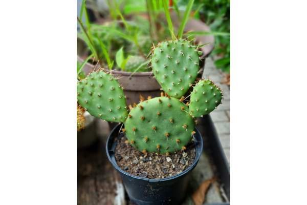 Opuntia