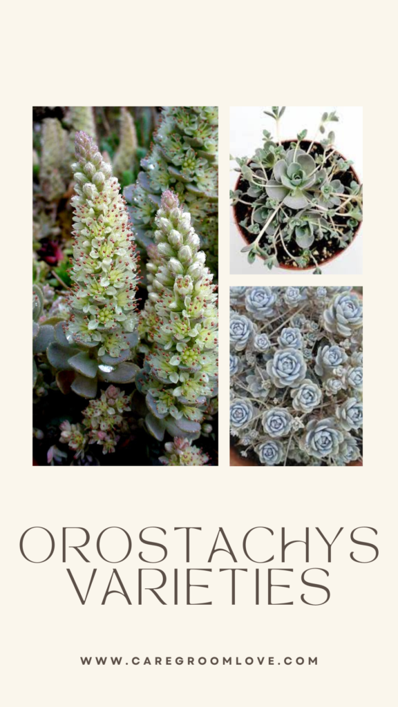 orostachys varieties