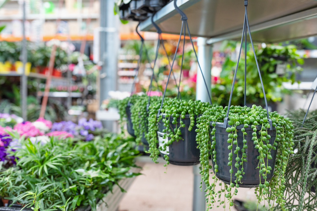 6 Best Succulents for Hanging Baskets: A Guide to Finding the Perfect One