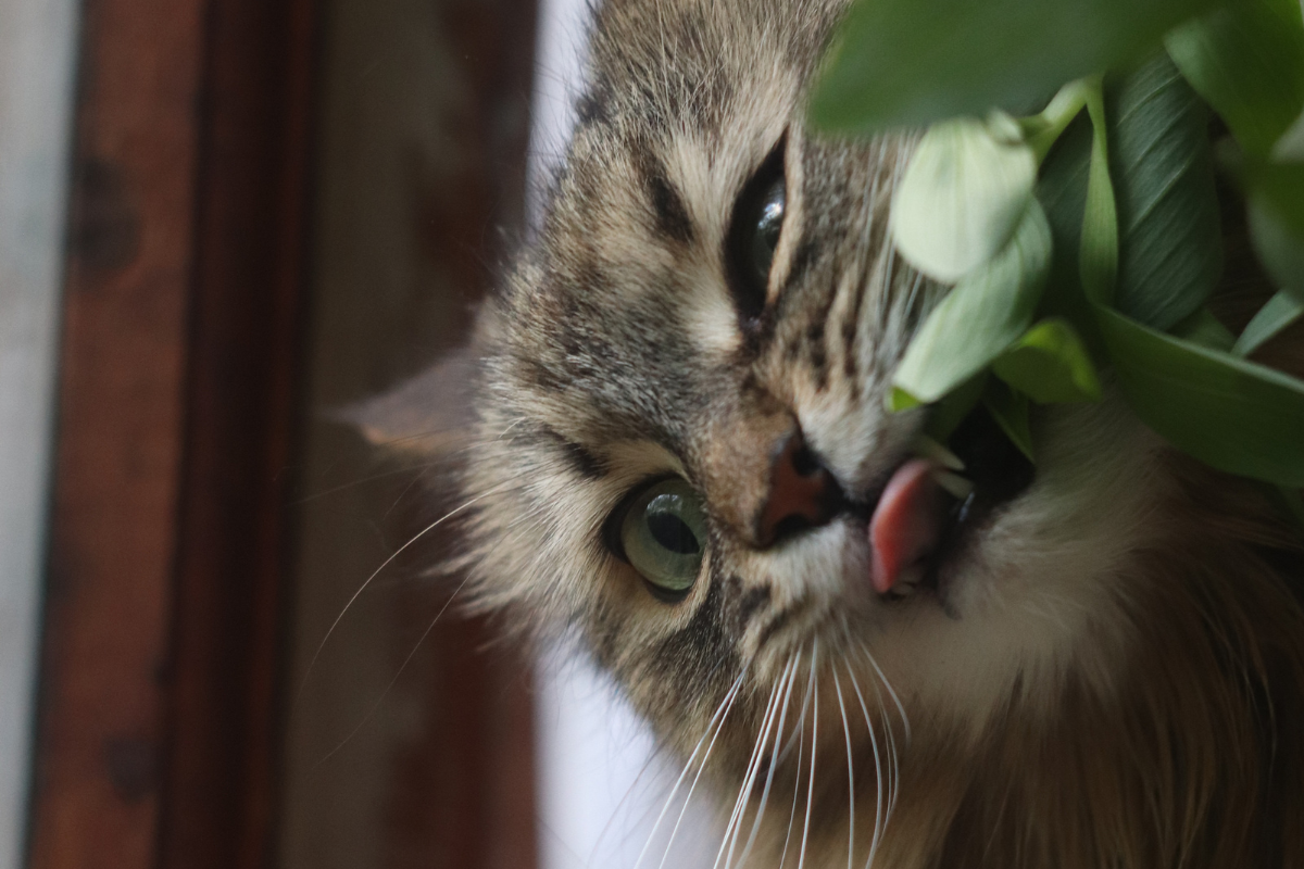 Top 7 Safe Succulents for Cats: A Comprehensive Guide